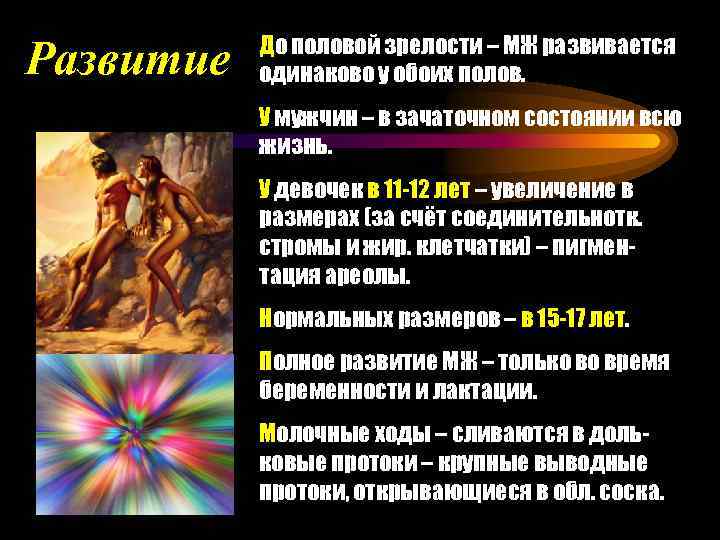 Развитие До половой зрелости – МЖ развивается одинаково у обоих полов. У мужчин –