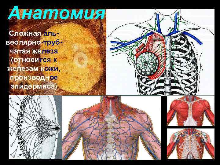 Анатомия Сложная альвеолярно-трубчатая железа (относится к железам кожи, производное эпидермиса) От 3 до 7