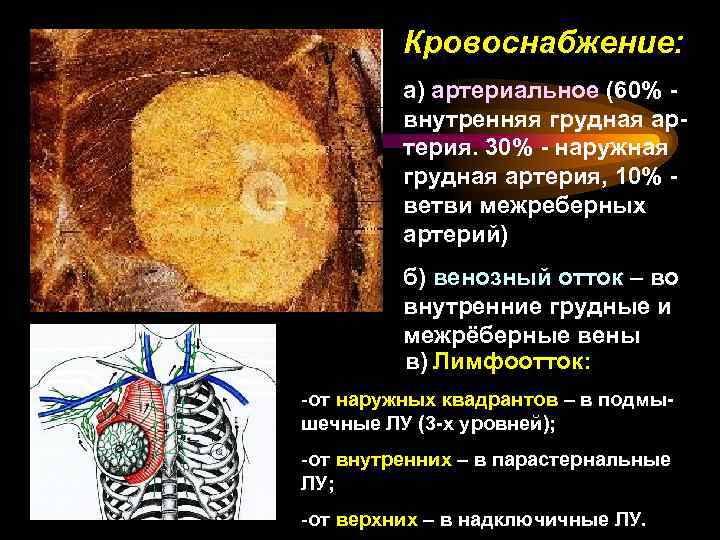 Кровоснабжение: а) артериальное (60% внутренняя грудная артерия. 30% - наружная грудная артерия, 10% ветви