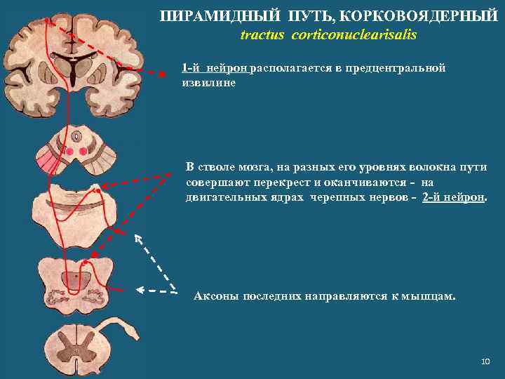 ПИРАМИДНЫЙ ПУТЬ, КОРКОВОЯДЕРНЫЙ tractus corticonuclearisalis 1 -й нейрон располагается в предцентральной извилине В стволе