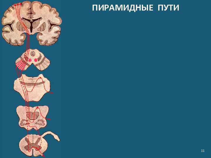 ПИРАМИДНЫЕ ПУТИ 11 