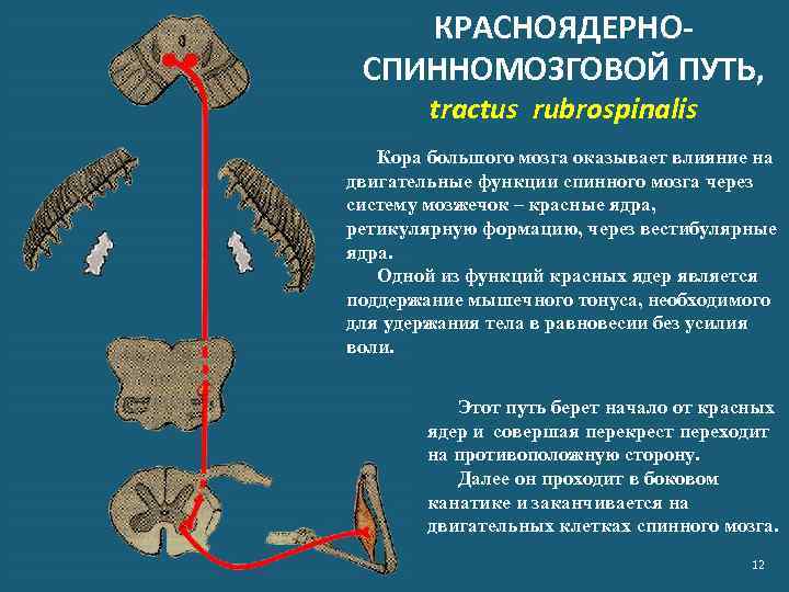 КРАСНОЯДЕРНОСПИННОМОЗГОВОЙ ПУТЬ, tractus rubrospinalis Кора большого мозга оказывает влияние на двигательные функции спинного мозга