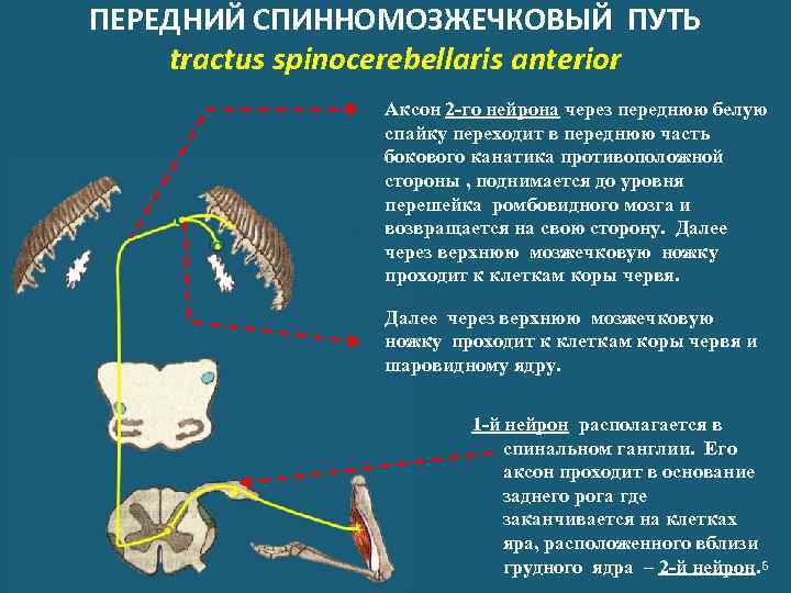 ПЕРЕДНИЙ СПИННОМОЗЖЕЧКОВЫЙ ПУТЬ tractus spinocerebellaris anterior Аксон 2 -го нейрона через переднюю белую спайку