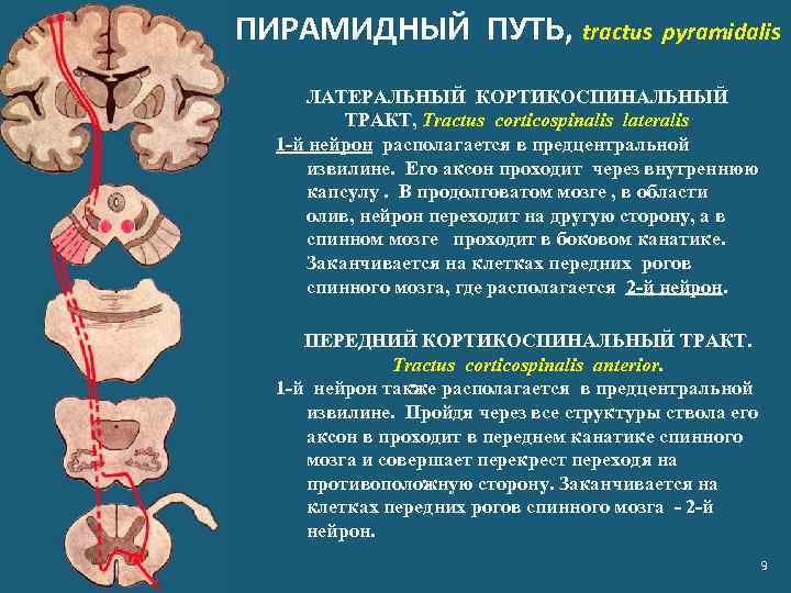 ПИРАМИДНЫЙ ПУТЬ, tractus pyramidalis ЛАТЕРАЛЬНЫЙ КОРТИКОСПИНАЛЬНЫЙ ТРАКТ, Tractus corticospinalis lateralis 1 -й нейрон располагается