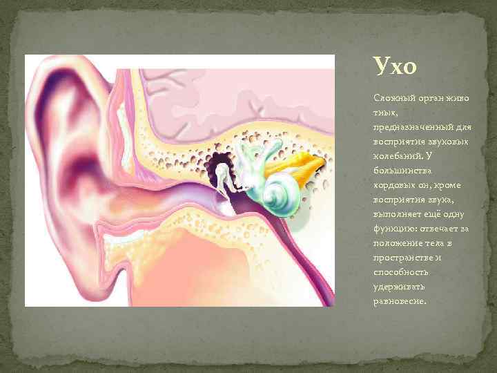 Звук частоты в ушах. Часть органа слуха усиливающаяы звук. Что усиливает звуковые колебания в ухе. Часть органа слуха усиливуееще колебания. Максимальное усиление звуковых колебаний.