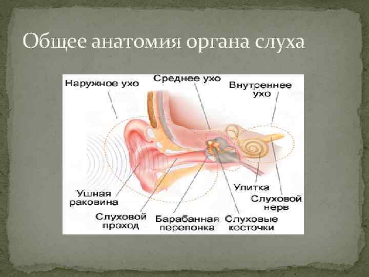 Общее анатомия органа слуха 