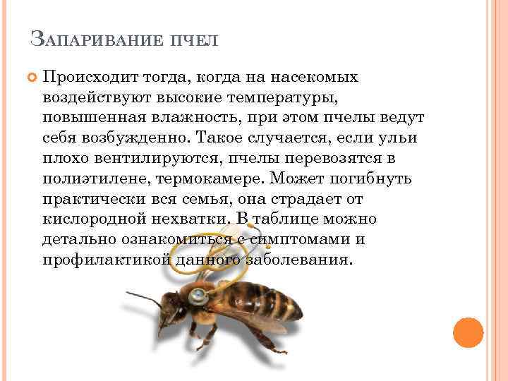 ЗАПАРИВАНИЕ ПЧЕЛ Происходит тогда, когда на насекомых воздействуют высокие температуры, повышенная влажность, при этом