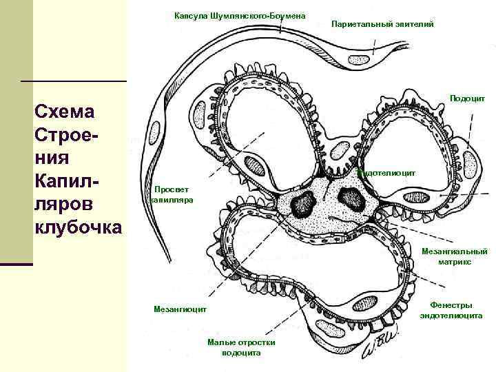 Капсула Шумлянского-Боумена Схема Строения Капилляров клубочка Париетальный эпителий Подоцит Эндотелиоцит Просвет капилляра Мезангиальный матрикс