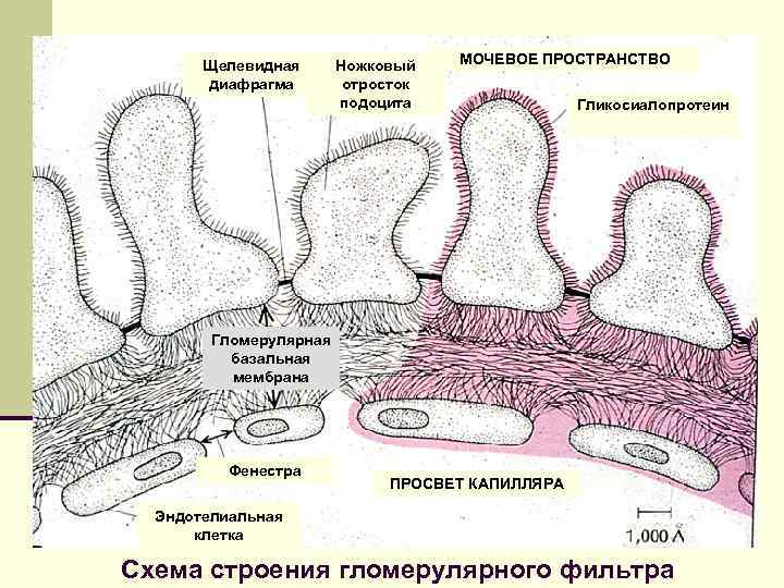 Щелевидная диафрагма Ножковый отросток подоцита МОЧЕВОЕ ПРОСТРАНСТВО Гликосиалопротеин Гломерулярная базальная мембрана Фенестра ПРОСВЕТ КАПИЛЛЯРА