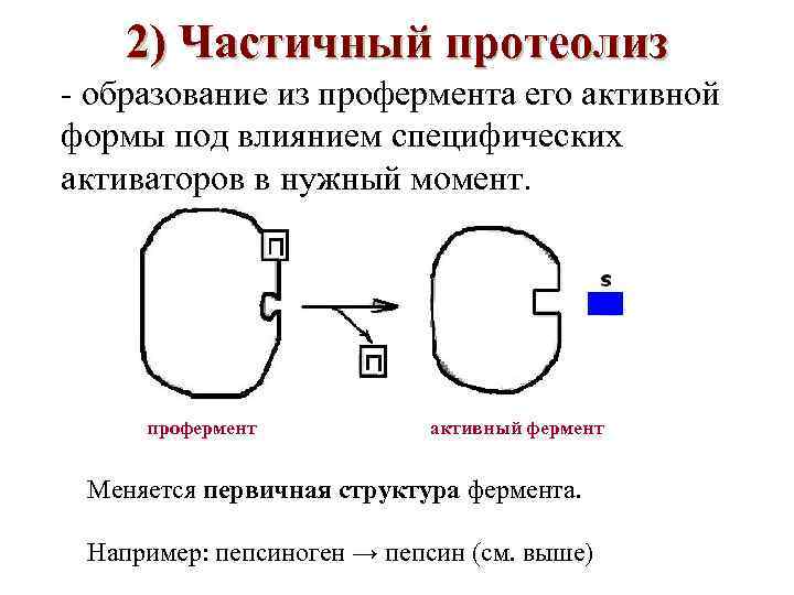 2) Частичный протеолиз - образование из профермента его активной формы под влиянием специфических активаторов