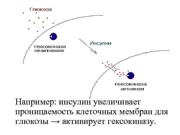 Например: инсулин увеличивает проницаемость клеточных мембран для глюкозы → активирует гексокиназу. 