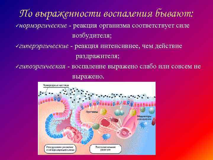 По выраженности воспаления бывают: üнормэргические - реакция организма соответствует силе возбудителя; üгиперэргические - реакция