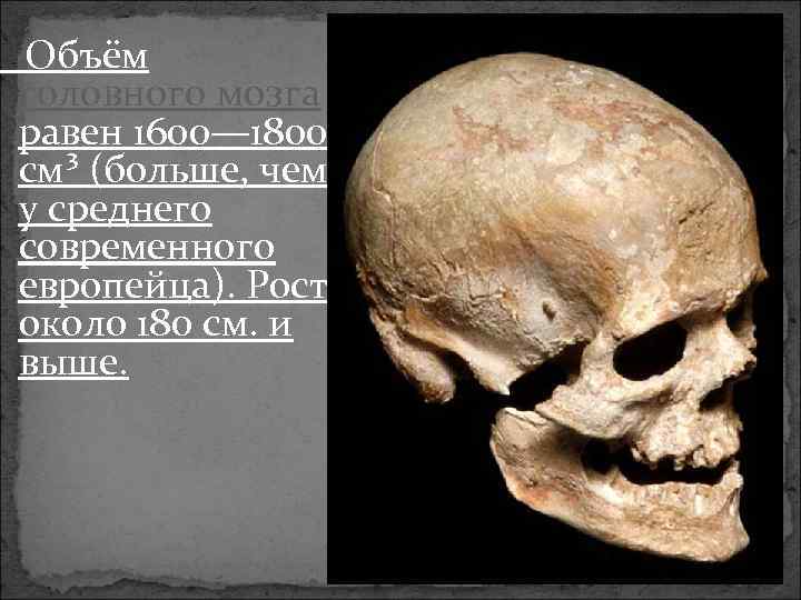  Объём головного мозга равен 1600— 1800 см³ (больше, чем у среднего современного европейца).