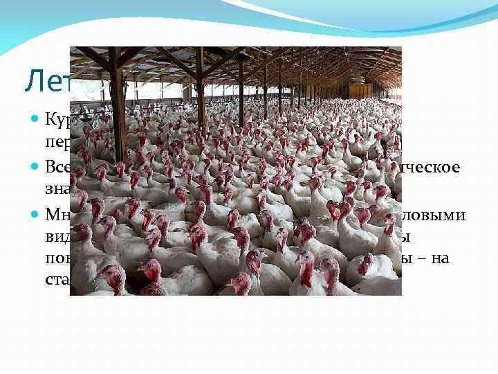 Лететь или не лететь? Куриные- в основном осёдлые. К истинно перелётным относятся 4 вида