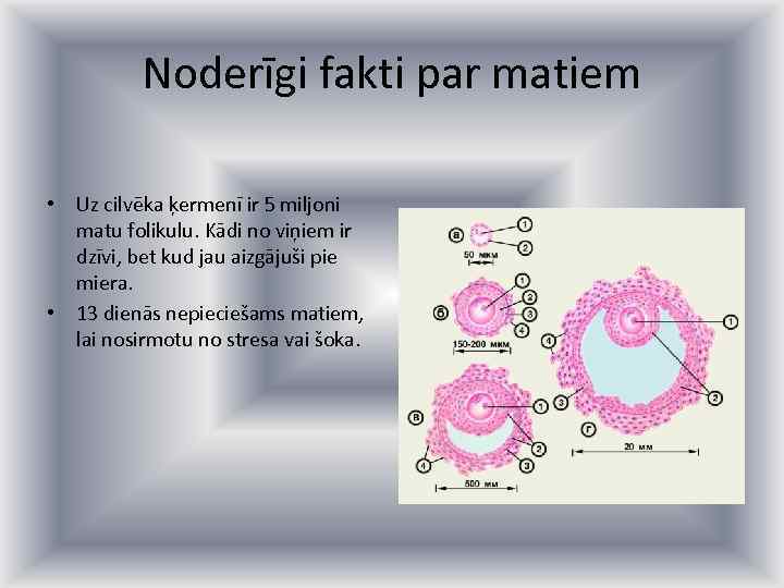 Noderīgi fakti par matiem • Uz cilvēka ķermenī ir 5 miljoni matu folikulu. Kādi
