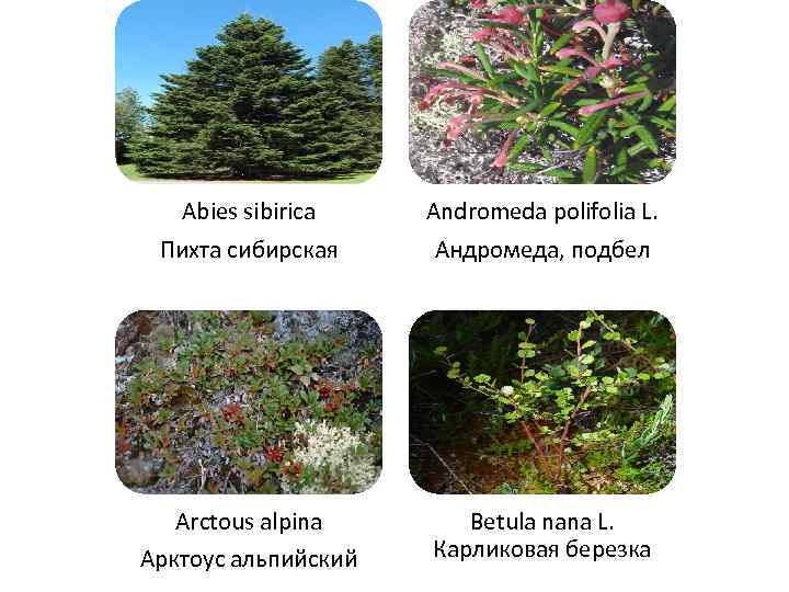 Abies sibirica Andromeda polifolia L. Пихта сибирская Андромеда, подбел Arctous alpina Betula nana L.