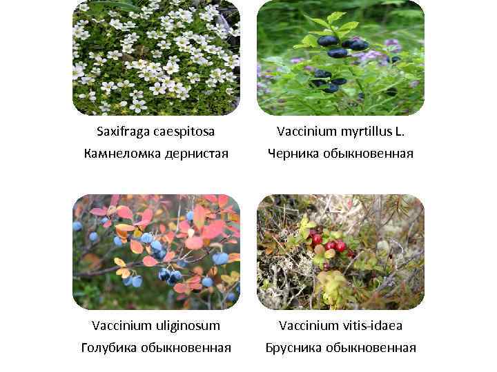 Saxifraga caespitosa Камнеломка дернистая Vaccinium myrtillus L. Черника обыкновенная Vaccinium uliginosum Голубика обыкновенная Vaccinium