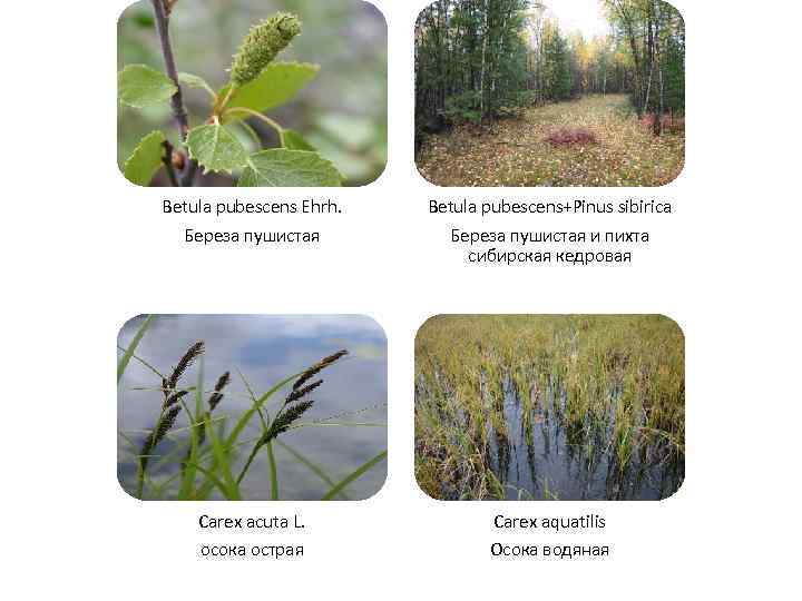 Betula pubescens Ehrh. Береза пушистая Betula pubescens+Pinus sibirica Береза пушистая и пихта сибирская кедровая