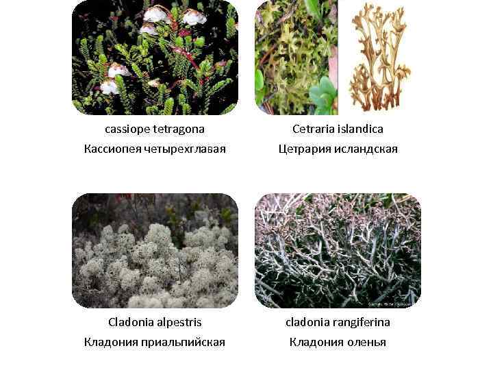 cassiope tetragona Кассиопея четырехглавая Cetraria islandica Цетрария исландская Cladonia alpestris Кладония приальпийская cladonia rangiferina