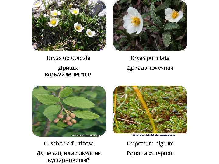 Dryas octopetala Дриада восьмилепестная Dryas punctata Дриада точечная Duschekia fruticosa Душекия, или ольхоник кустарниковый