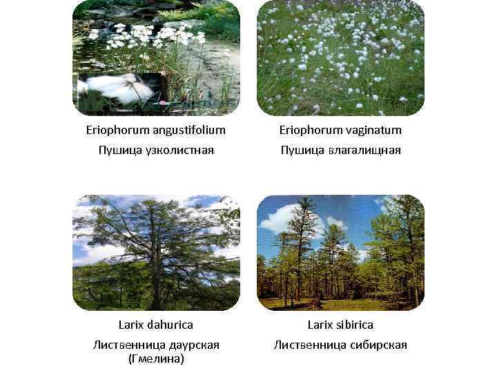 Eriophorum angustifolium Пушица узколистная Eriophorum vaginatum Пушица влагалищная Larix dahurica Лиственница даурская (Гмелина) Larix