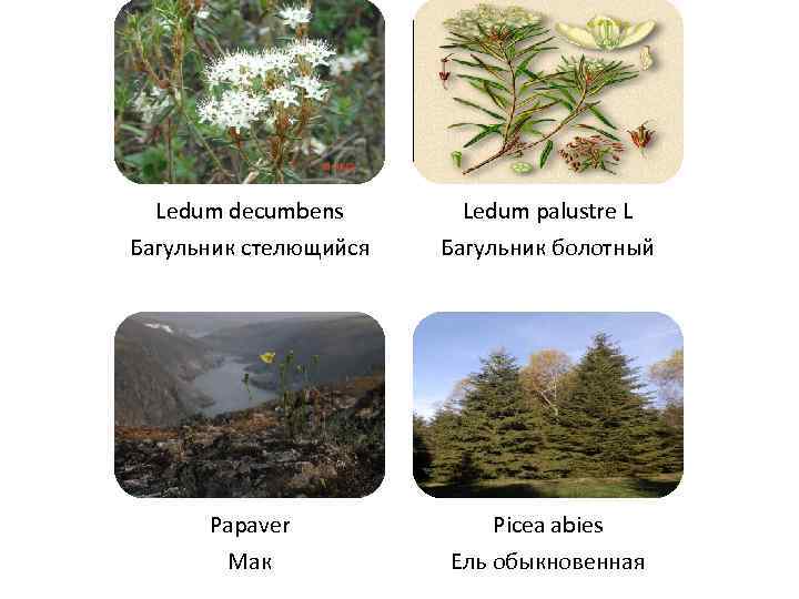 Ledum decumbens Багульник стелющийся Ledum palustre L Багульник болотный Papaver Мак Picea abies Ель