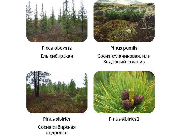 Picea obovata Ель сибирская Pinus pumila Сосна стланиковая, или Кедровый стланик Pinus sibirica Сосна