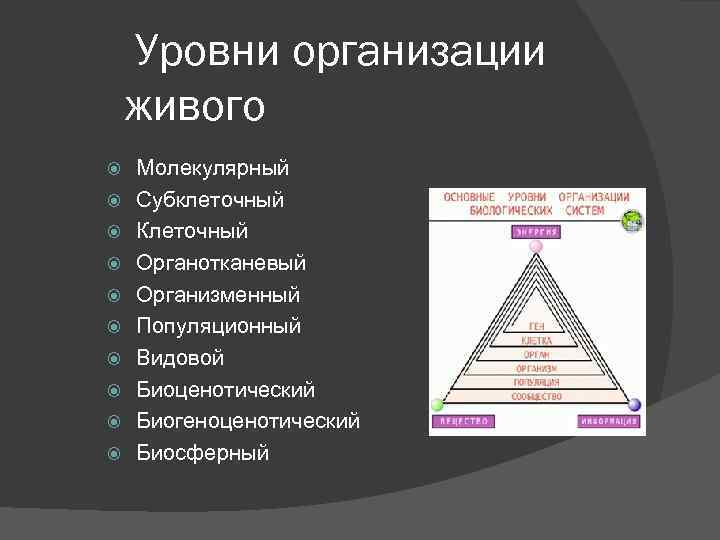 Уровни организации живого Молекулярный Субклеточный Клеточный Органотканевый Организменный Популяционный Видовой Биоценотический Биогеноценотический Биосферный 