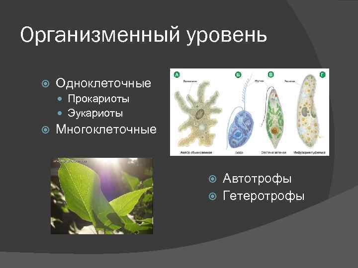 Организменный уровень Одноклеточные Прокариоты Эукариоты Многоклеточные Автотрофы Гетеротрофы 