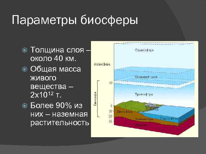 Наибольшая масса живого вещества