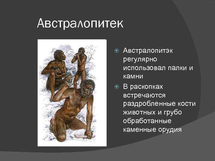 Австралопитек Австралопитэк регулярно использовал палки и камни В раскопках встречаются раздробленные кости животных и