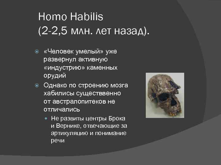 Homo Habilis (2 -2, 5 млн. лет назад). «Человек умелый» уже развернул активную «индустрию»