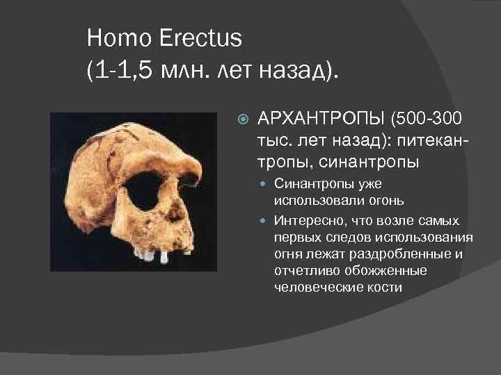 Homo Erectus (1 -1, 5 млн. лет назад). АРХАНТРОПЫ (500 -300 тыс. лет назад):