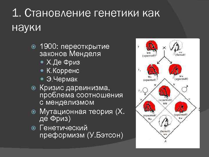 1. Становление генетики как науки 1900: переоткрытие законов Менделя Х. Де Фриз К. Корренс