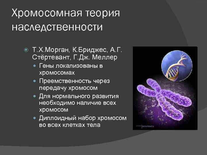 Положениями хромосомной теории наследственности является. Хромосомная теория наследственности Моргана. Хромосомная теория т Моргана. Хромосомная теория Томаса Моргана. Теория наследственности Моргана.