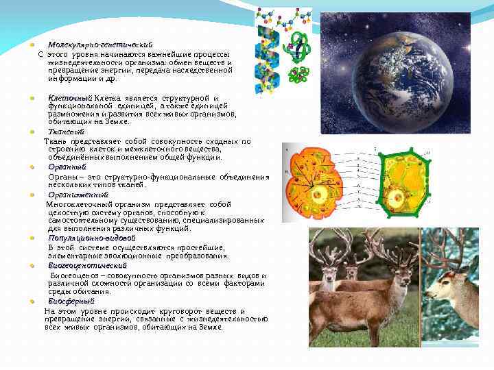 Молекулярно-генетический С этого уровня начинаются важнейшие процессы жизнедеятельности организма: обмен веществ и превращение энергии,