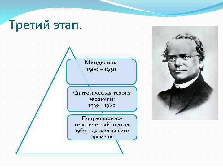 Третий этап. Менделизм 1900 – 1930 Синтетическая теория эволюции 1930 – 1960 Популяционногенетический подход