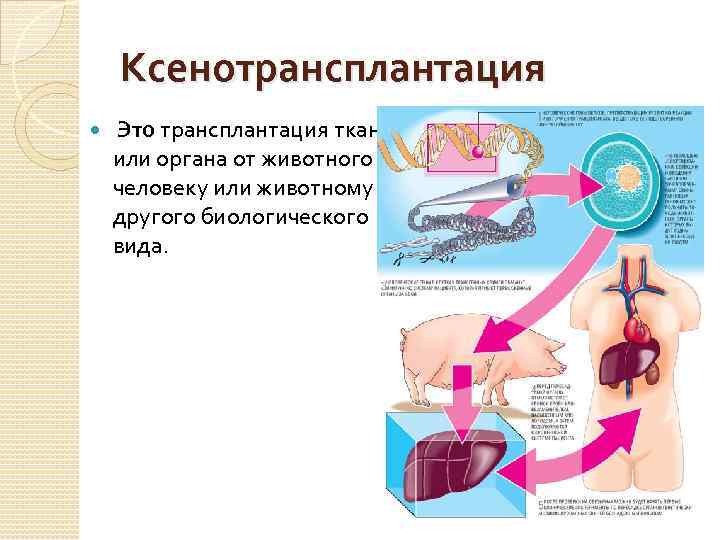 Пластика с применением свободной пересадки тканей презентация