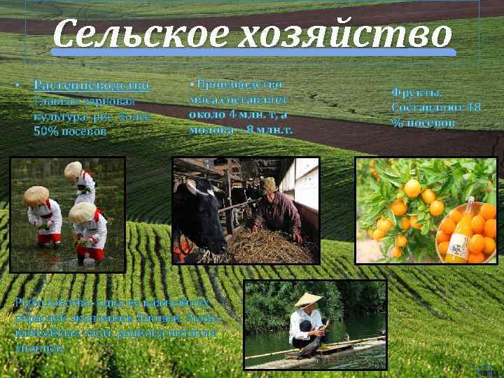 Сельское хозяйство • Растениеводство. Главная зерновая культура- рис более 50% посевов • Производство мяса