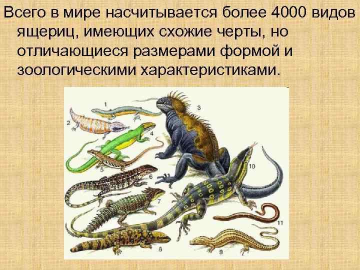 Всего в мире насчитывается более 4000 видов ящериц, имеющих схожие черты, но отличающиеся размерами