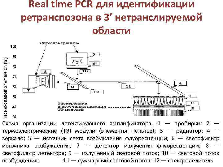 Real time PCR для идентификации ретранспозона в 3’ нетранслируемой области В исследовании были использованы