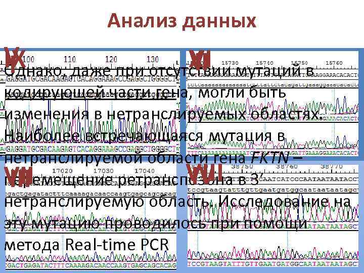 Анализ данных V IX VI X II I Однако, даже при отсутствии мутаций в