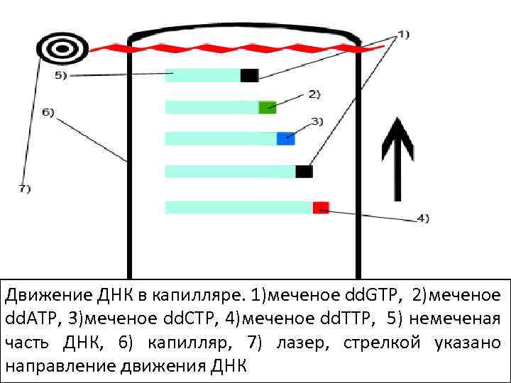 Секвенирование 1. Название Определение содержания ДНК в Объем, мкл после пробирках Реагент Температура, °C