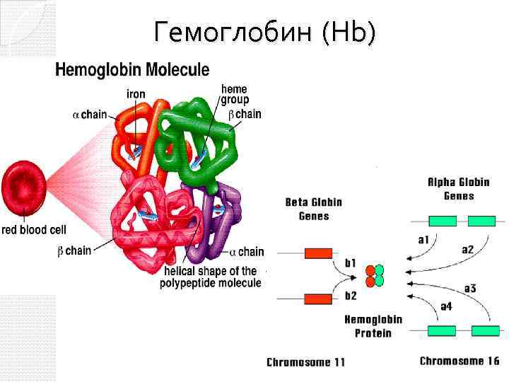 Гемоглобин (Hb) 