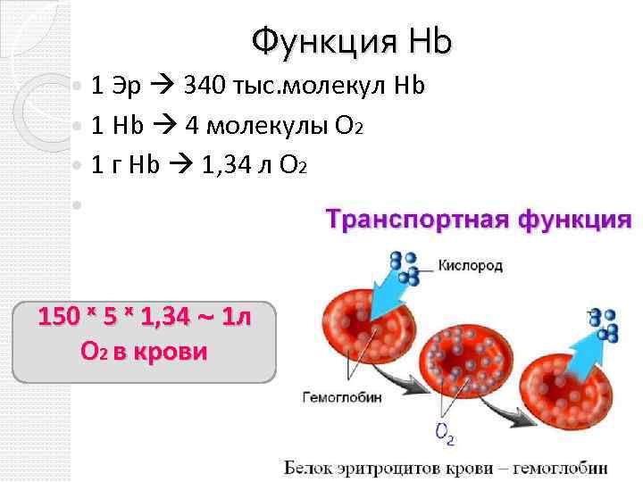 Функция Hb 1 Эр 340 тыс. молекул Hb 1 Hb 4 молекулы О 2