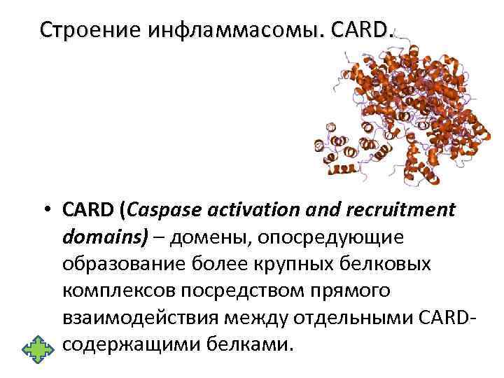 Строение инфламмасомы. CARD. • CARD (Caspase activation and recruitment domains) – домены, опосредующие образование