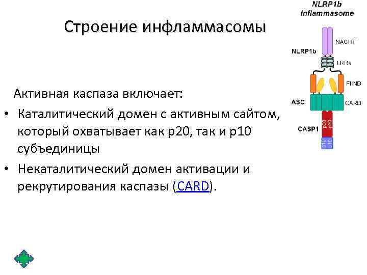 Строение инфламмасомы Активная каспаза включает: • Каталитический домен с активным сайтом, который охватывает как