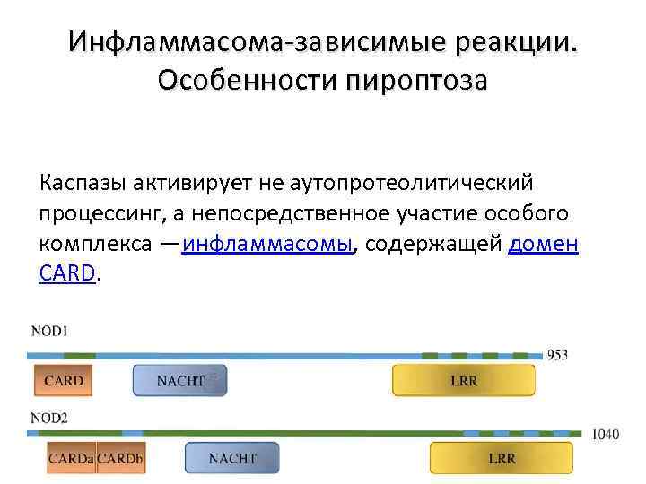 Инфламмасома-зависимые реакции. Особенности пироптоза Каспазы активирует не аутопротеолитический процессинг, а непосредственное участие особого комплекса