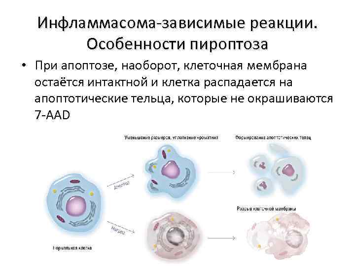 Инфламмасома-зависимые реакции. Особенности пироптоза • При апоптозе, наоборот, клеточная мембрана остаётся интактной и клетка