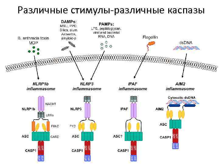 Различные стимулы-различные каспазы 